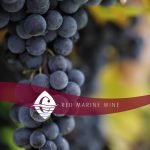 15442114_1422399874733466_8257230330351410870_n